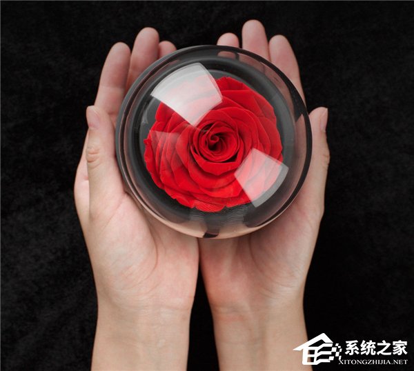 米家上架永生玫瑰音乐盒：真实玫瑰永久绽放
